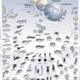 Evolucion