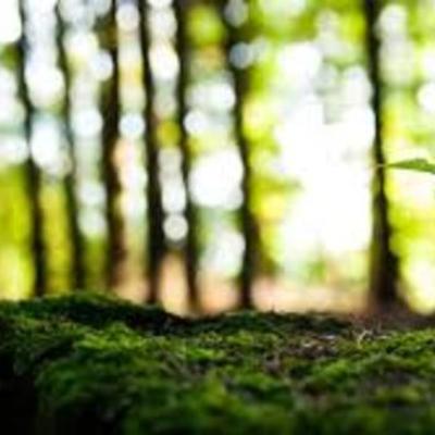 Timeline: 5.3 Learning Assessment