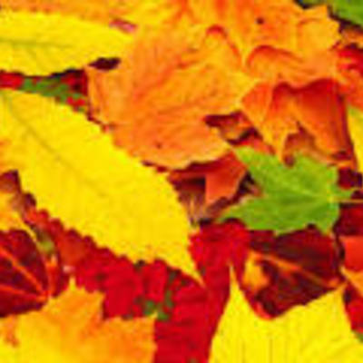 Timeline: Осень