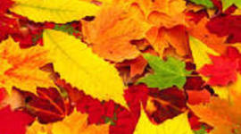 Timeline: Осень