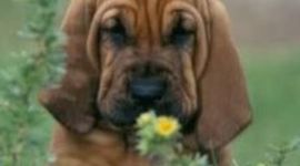 Timeline: Disney Company Timeline