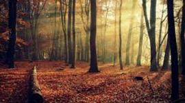 Timeline: Linea del tiempo.