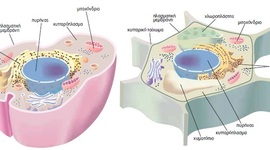 Timeline: ΒΙΟΛΟΓΙΑ ΚΑΙ .....ΑΛΛΗ ΒΙΟΛΟΓΙΑ