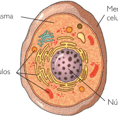 Timeline: Descubrimiento de los orgánulos celulares
