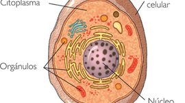Timeline: Descubrimiento de los orgánulos celulares