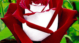 Timeline: История развития информатики