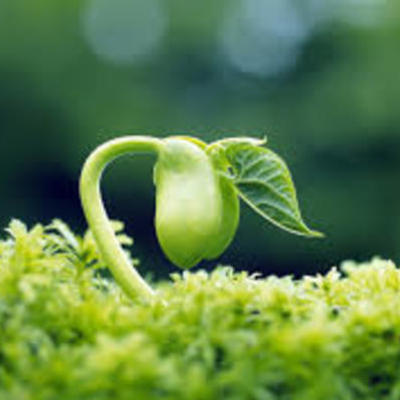 Timeline: 4004BC biosphier