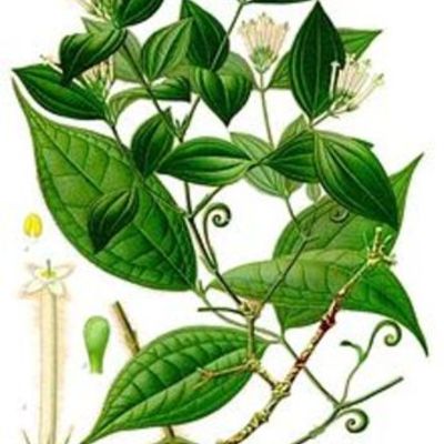 Timeline: History of Curare