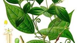 Timeline: History of Curare