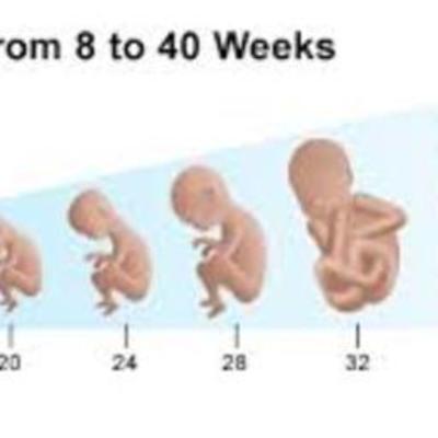 Timeline: Fetal Development Product