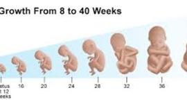 Timeline: Fetal Development Product