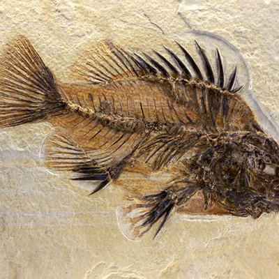 Timeline: Evolució i origen de la vida