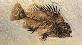 Timeline: Evolució i origen de la vida