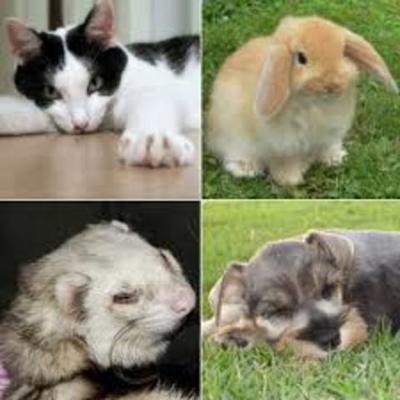 Timeline: La domesticación de los animales--Diego Alejandro rojas