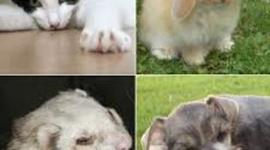 Timeline: La domesticación de los animales--Diego Alejandro rojas