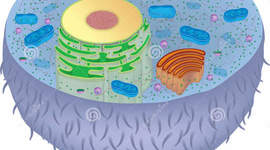 Timeline: Η ΕΞΕΛΙΞΗ ΤΗΣ ΓΕΝΕΤΙΚΗΣ & ΤΗΣ ΓΕΝΕΤΙΚΗΣ ΜΗΧΑΝΙΚΗΣ ΤΟΝ 20ο ΑΙΩΝΑ (Genetics & Gen. Engineering development during 20th century)