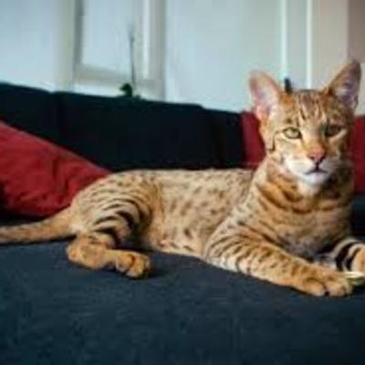 Timeline: razas de gatos