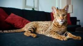 Timeline: razas de gatos