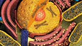 Timeline: Biology Timeline