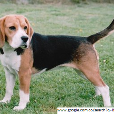 Timeline: HISTORIA DE LA RAZA BEAGLE