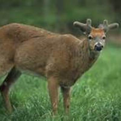 Timeline: Antler Progression