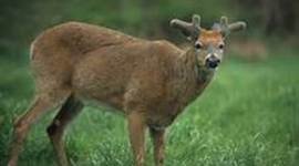 Timeline: Antler Progression