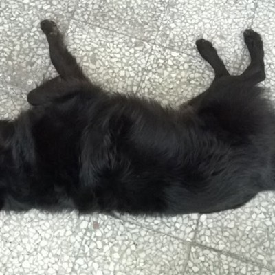 Timeline: KRITSINIOTI'S STORY