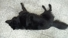 Timeline: KRITSINIOTI'S STORY