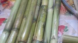 Timeline: hotel de insectos que esta hubicada en el puente del vado y en indurama