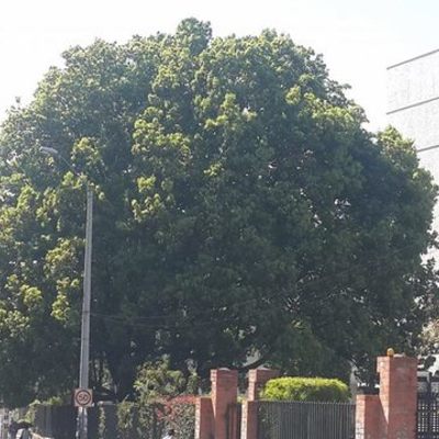 Timeline: EVALUACIÓN DEL ENRAIZAMIENTO DE ESTACAS DE ALCANFOR UTILIZANDO DOS TRATAMIENTOS DENTRO DE UNA CÁMARA DE HÚMEDA.