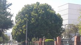 Timeline: EVALUACIÓN DEL ENRAIZAMIENTO DE ESTACAS DE ALCANFOR UTILIZANDO DOS TRATAMIENTOS DENTRO DE UNA CÁMARA DE HÚMEDA.