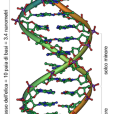 Timeline: Il DNA