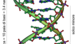 Timeline: Il DNA