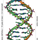 Dna overview it