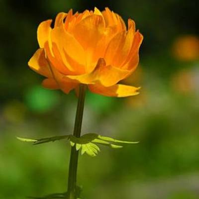 Timeline: Megan Durelli