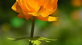 Timeline: Megan Durelli