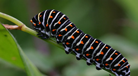 Timeline: La vida de MARTINA DÍAZ