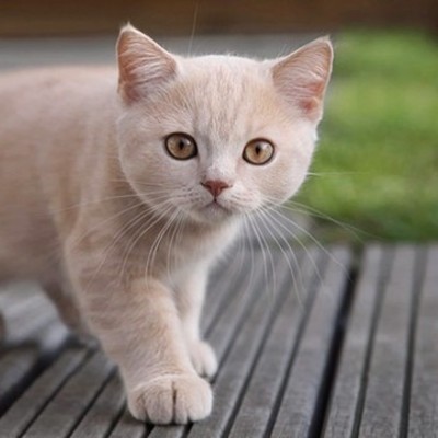 Timeline: LINEA DE TIEMPO SOBRE LOS GATOS