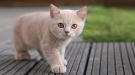 Timeline: LINEA DE TIEMPO SOBRE LOS GATOS