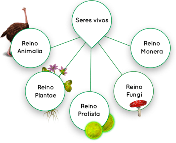 TAXONOMIA Y SISTEMATICA timeline | Timetoast timelines