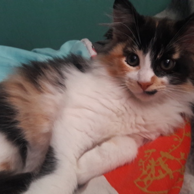 Timeline: la gata martina