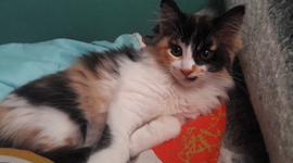 Timeline: la gata martina