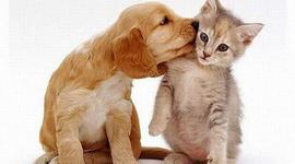 Timeline: Las mascotas en el mundo moderno