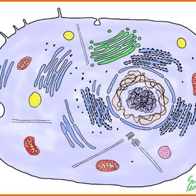 Timeline: Cèl·lula