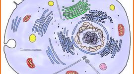 Timeline: Cèl·lula