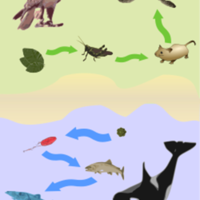 Timeline: Nutrición