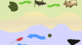 Timeline: Nutrición