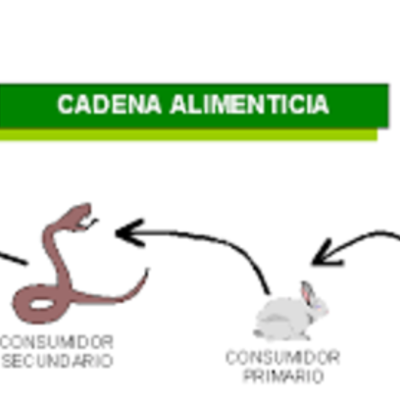 Timeline: Cadenas Alimentarias.