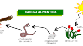 Timeline: Cadenas Alimentarias.