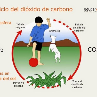 Timeline: Biodiversidad como resultado de la evolución: relación ambiente, cambio y adaptación